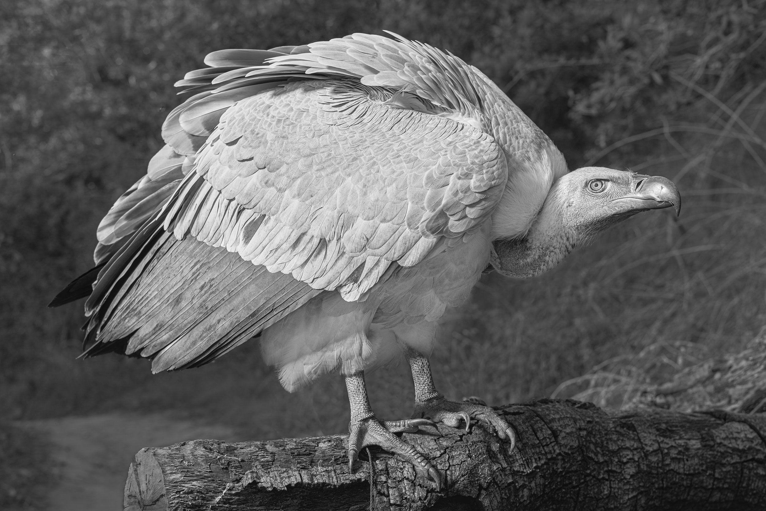 TwinRuffle_015_Bird_BandW